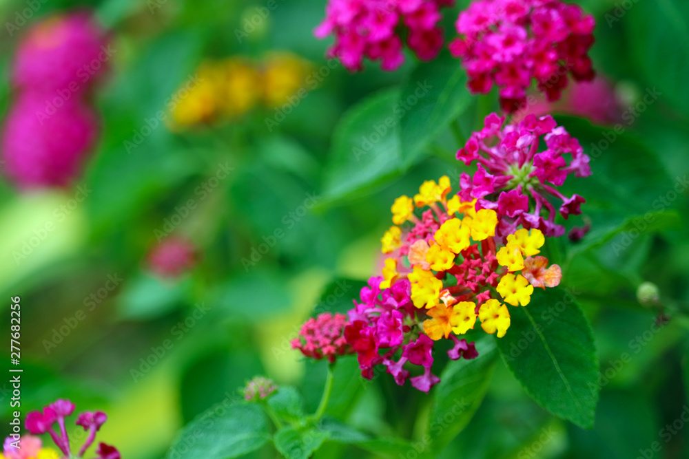 yellow red pink magenta color of lantana camara flower in garden blooming yellow red pink magenta color of lantana camara flower in garden blooming