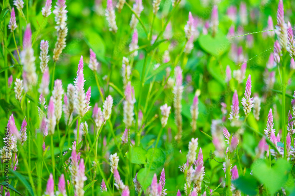 celosia argentea pink color flowers blooming in park blur green leaves celosia argentea pink color flowers blooming in park blur green leaves