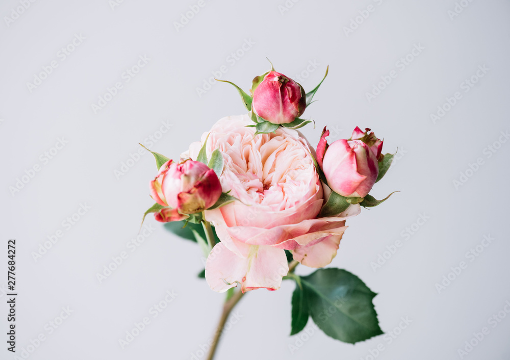 Beautiful blossoming single peony shaped pink rose flower on the grey wall background, close up view Beautiful blossoming single peony shaped pink rose flower on the grey wall background, close up view