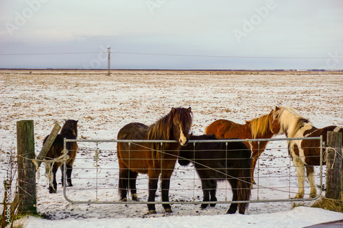 Icelandic Horses Standing Right Next To The Ring Road Waiting To Be Stroked (Winter) © Stefan