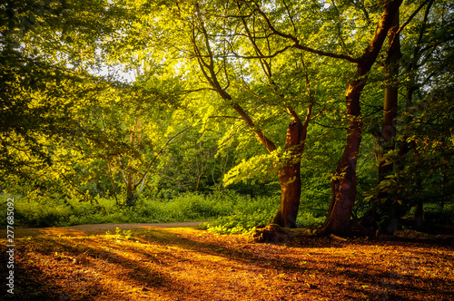 фотография Warm sunshine breaking through the woods and casting long shadows on the earth of Epping Forest, Essex, UK