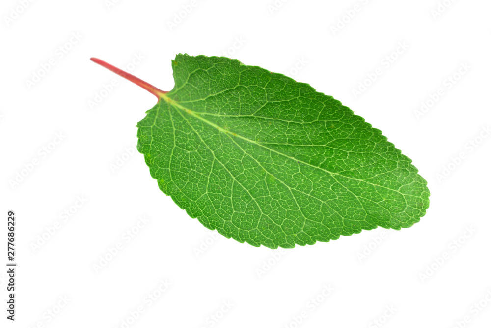 Fototapeta premium apricot leaf isolated on a white background