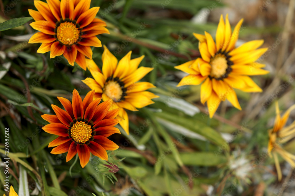 Blühende Gazanie in einem Garten Blühende Gazanie in einem Garten