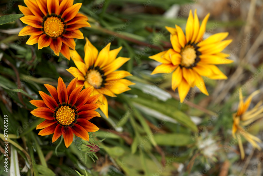 Blühende Gazanie in einem Garten Blühende Gazanie in einem Garten
