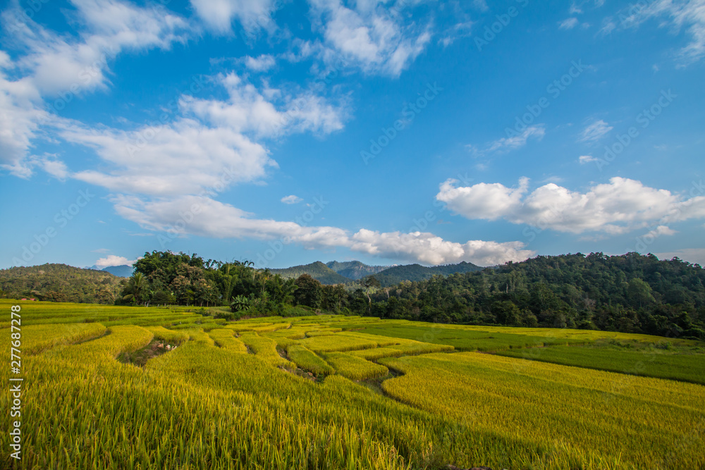 Rice terraces in Thailand