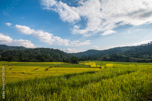 Rice terraces in Thailand © noppakit rattanathon