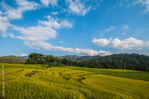 Rice terraces in Thailand © noppakit rattanathon