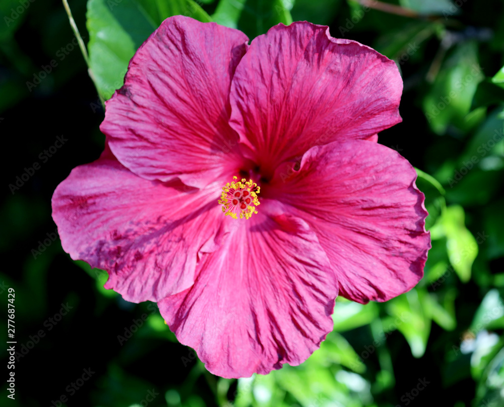 Hibiskus Blüte Hibiskus Blüte