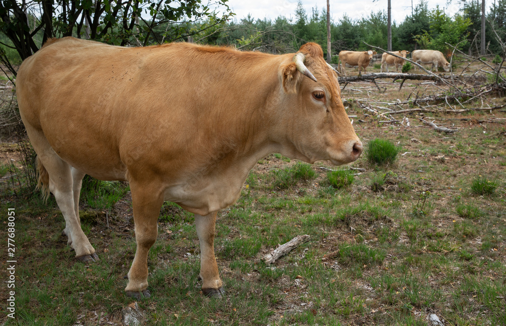 Cows at National Park Dwingelderveld Netherlands. Drente Cows at National Park Dwingelderveld Netherlands. Drente