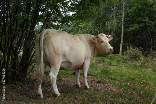 Cows at National Park Dwingelderveld Netherlands. Drente