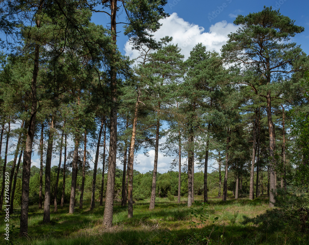 Forest at National Park Dwingelderveld Netherlands.