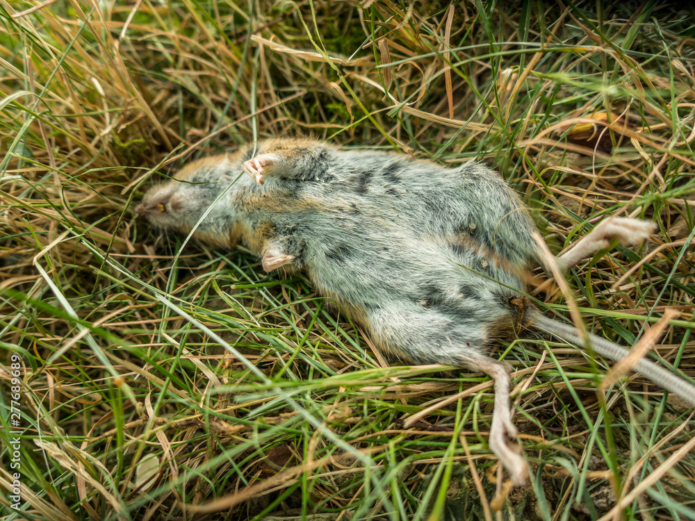 Obraz premium Die Maus ist im Garten auf der Wiese gestorben