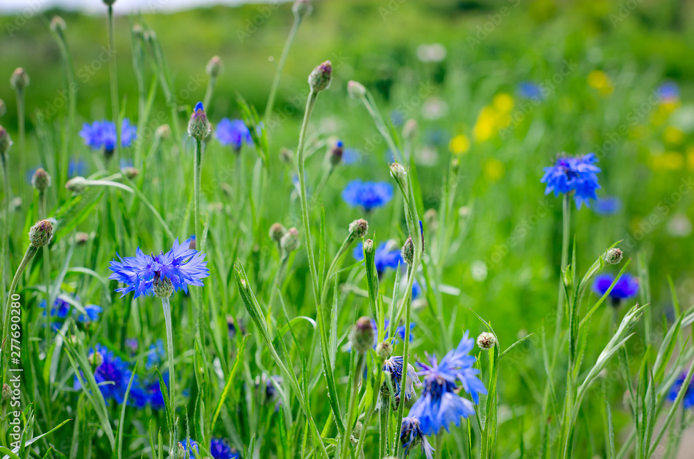 Blue Cornflowers, also called Bachelor's Buttons in the Field on a Bright Summer Day. Blue Cornflowers, also called Bachelor's Buttons in the Field on a Bright Summer Day.