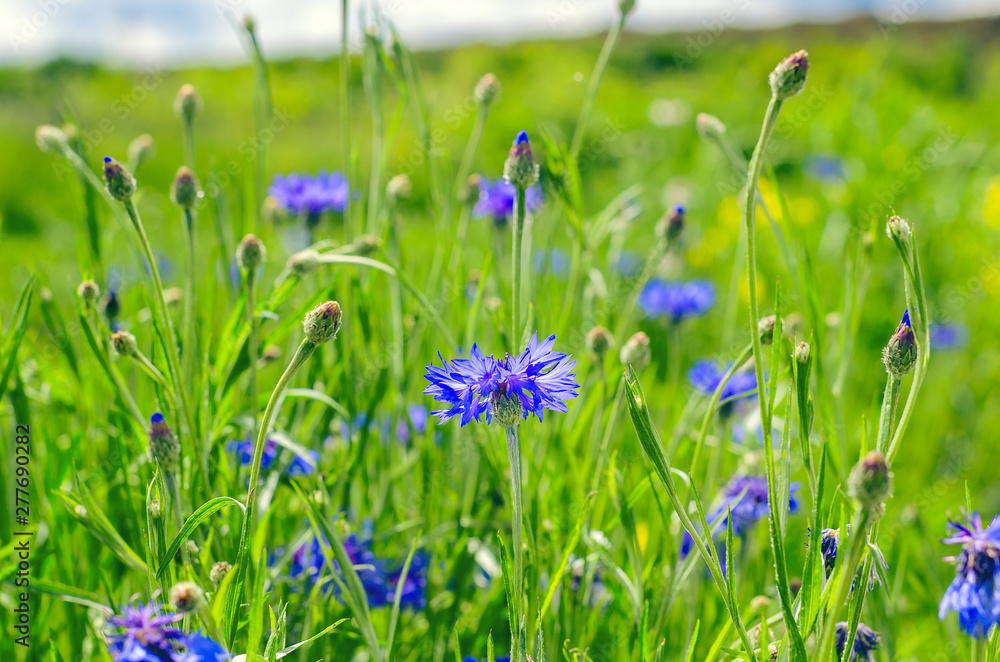 Blue Cornflowers, also called Bachelor's Buttons in the Field on a Bright Summer Day. Blue Cornflowers, also called Bachelor's Buttons in the Field on a Bright Summer Day.