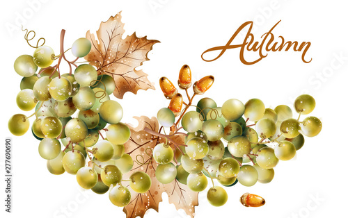 Autumn card Vector watercolor. Fall harvest grapes illustrations