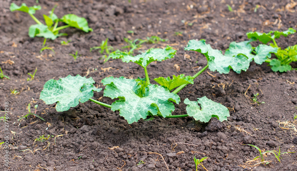 Zucchini plant in the garden Zucchini plant in the garden