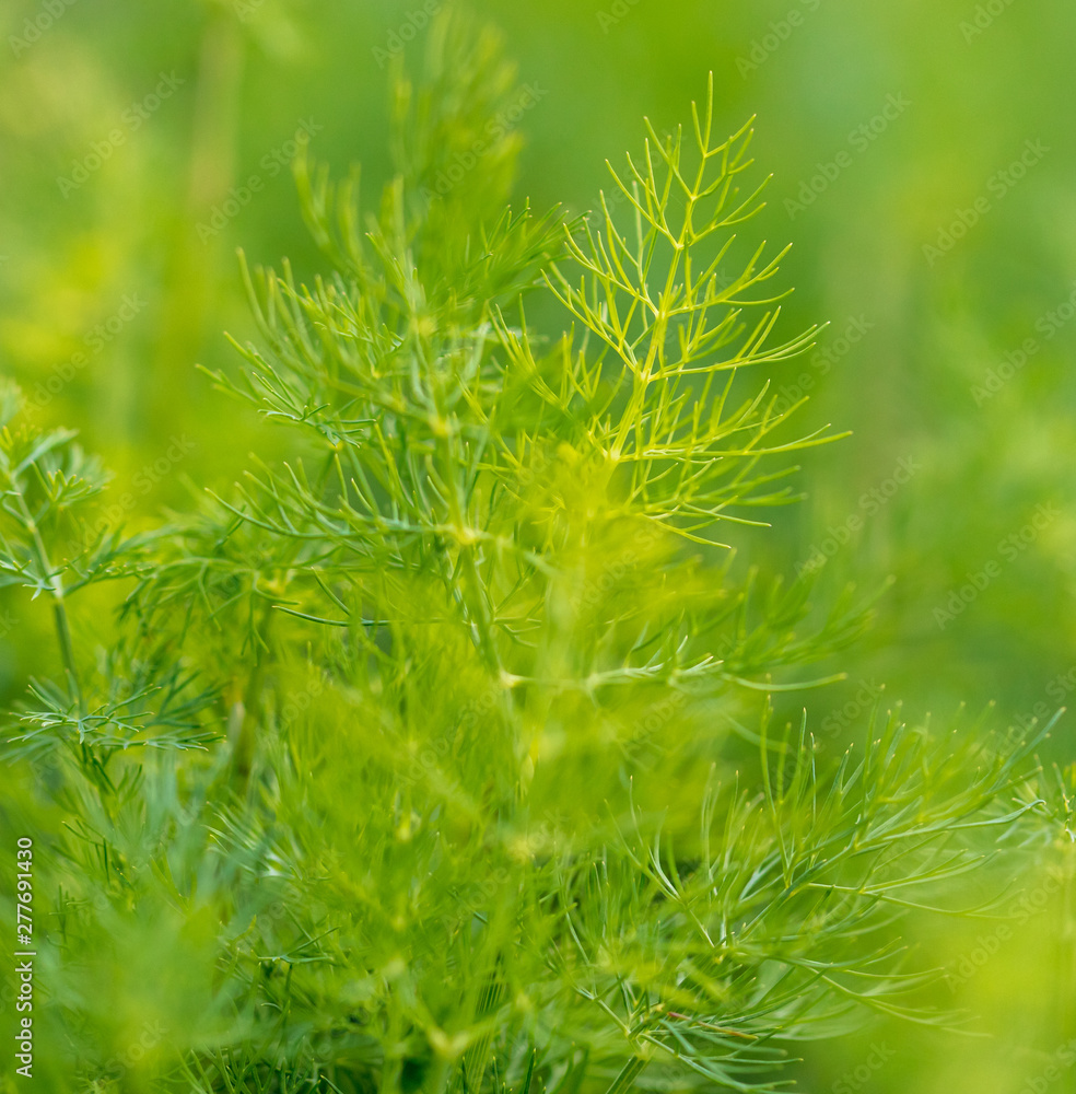 Green leaves on dill as a background Green leaves on dill as a background