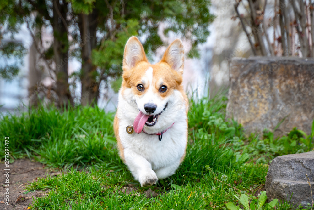 .Happy and active purebred Welsh Corgi dog running outdoors in the park on a sunny summer day. .Happy and active purebred Welsh Corgi dog running outdoors in the park on a sunny summer day.