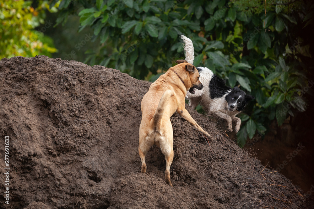 Large brown dog and young border collie leaping up an down a pile of dirt, having a fun game.
