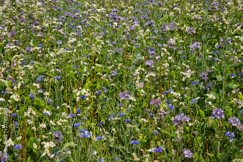 Fieldflowers at National Park Dwingelderveld Netherlands. Cornflower. Drente
