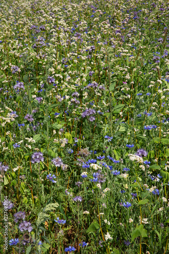 Fieldflowers at National Park Dwingelderveld Netherlands. Cornflower. Drente