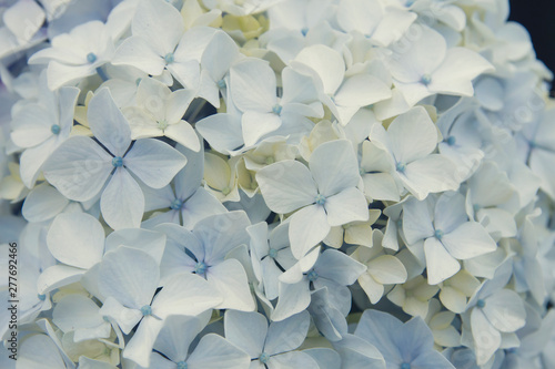 Pale blue and white hydrangea macrophylia flowers close up