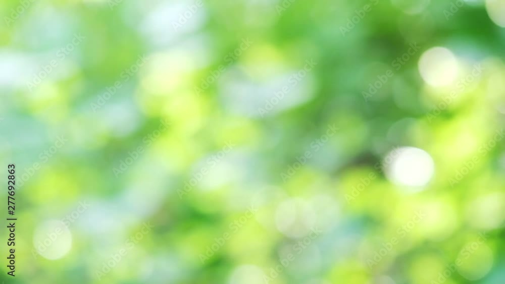 Sunlight shining through the leaves of trees, natural blurred background, abstract and nature green bokeh Sunlight shining through the leaves of trees, natural blurred background, abstract and nature green bokeh