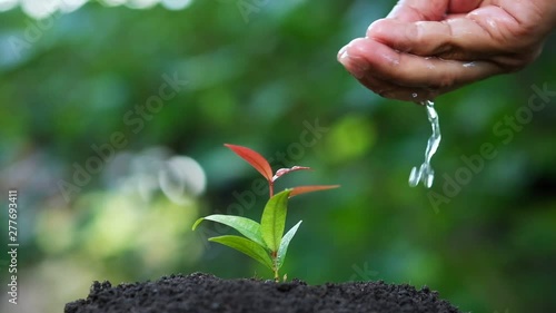 Slow motion male hand watering young plant. Beautiful bokeh background