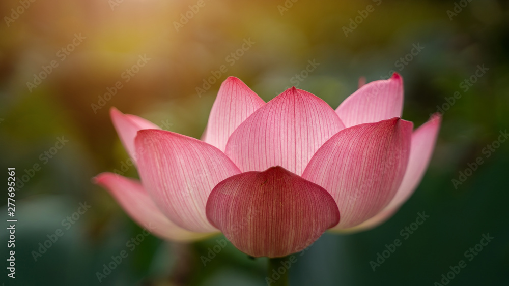 close-up Beautiful pink lotus is a backdrop of green leaves and warm light in natural swamps. close-up Beautiful pink lotus is a backdrop of green leaves and warm light in natural swamps.