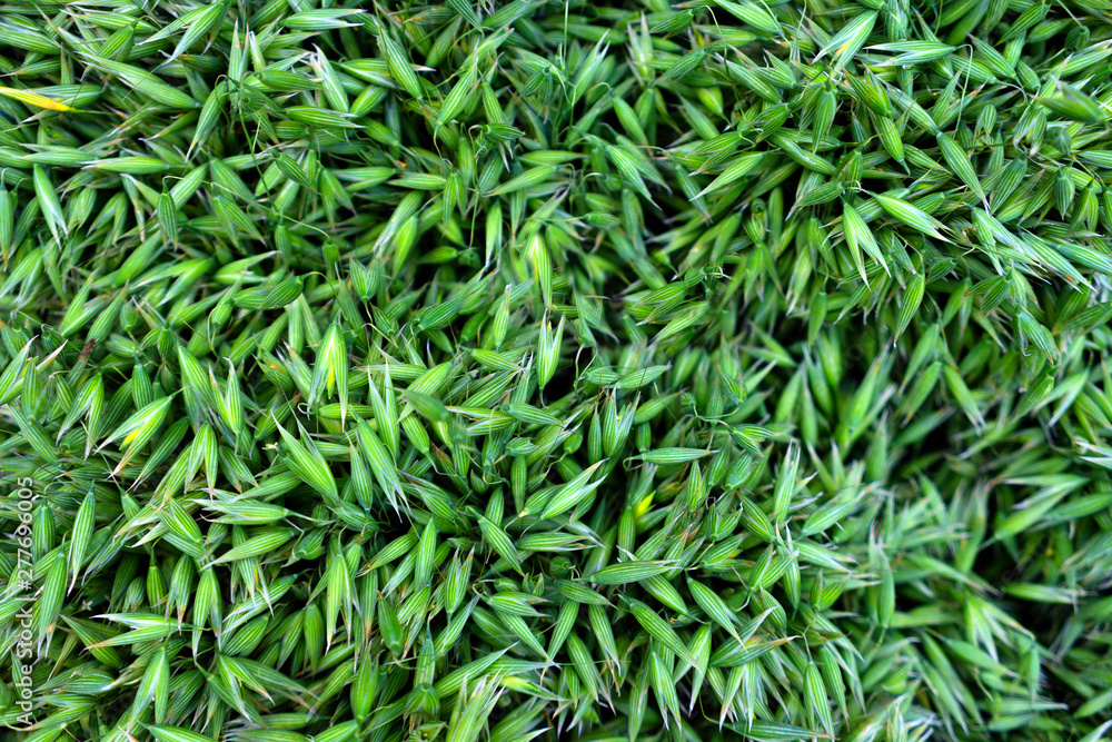Young green oats in summer Young green oats in summer