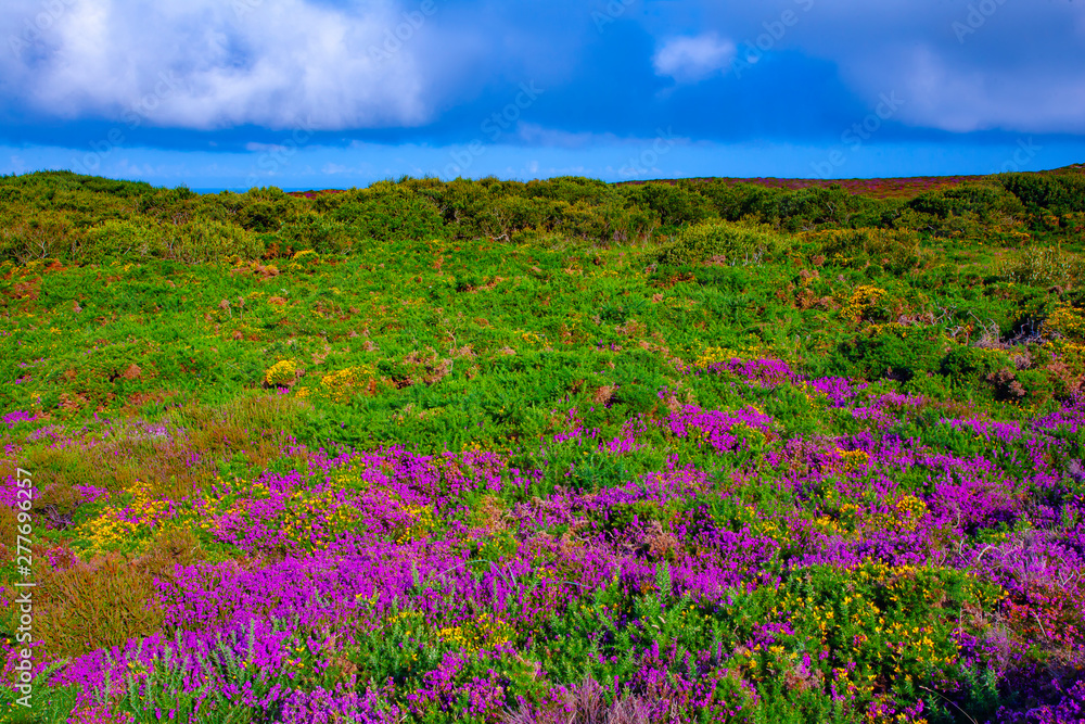 france,brittany,frehel : moors and flowers france,brittany,frehel : moors and flowers