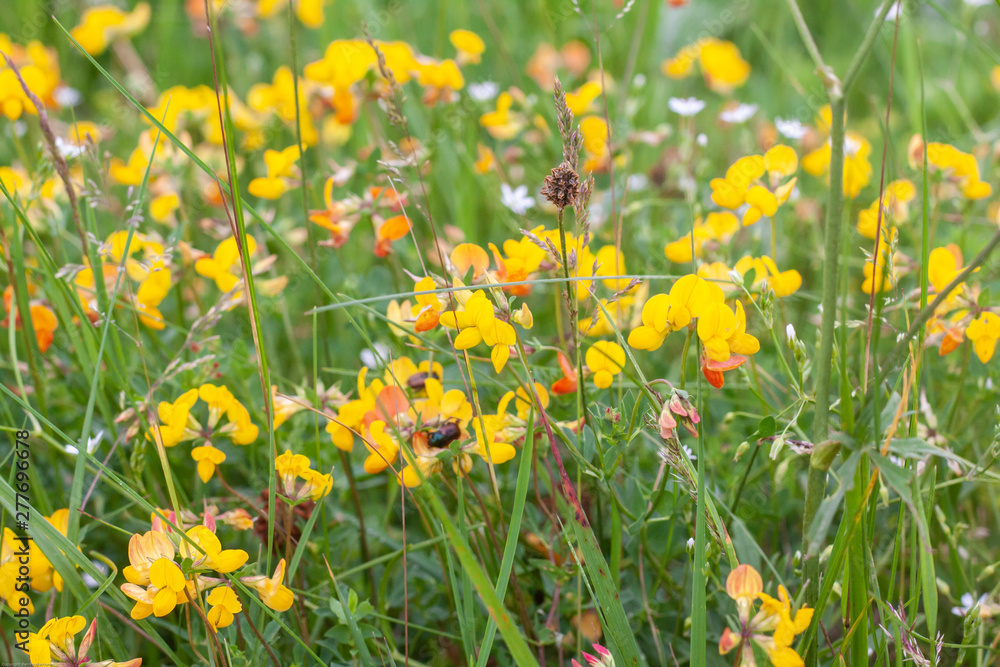 Obraz premium wiesenblumen am feldrand