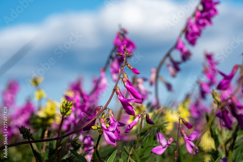 summer in the tundra  wildflowers