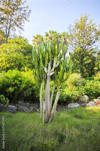 Cactus outdoors. Palm trees in the park. Beautiful succulents. Hot sunny day.