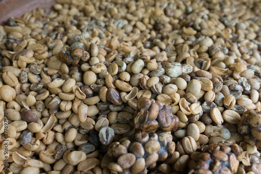 Luwak Coffee Beans