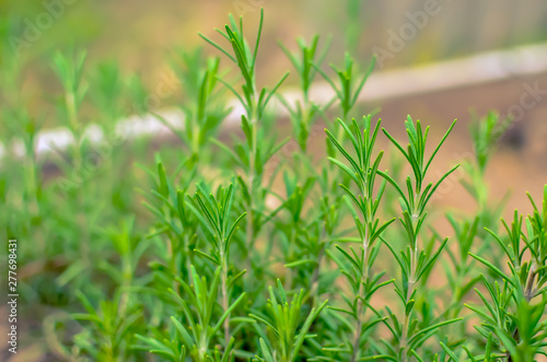 Green rosemary herb at the summer garden