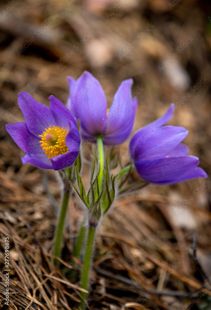 Fototapeta premium Pulsatilla patens or Eastern pasqueflower