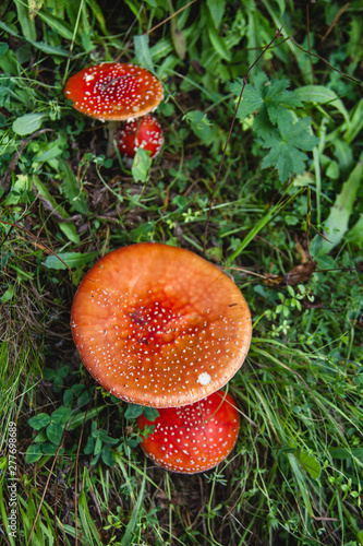 Amanita muscaria wild mushrooms growing wild in the forest soil photo