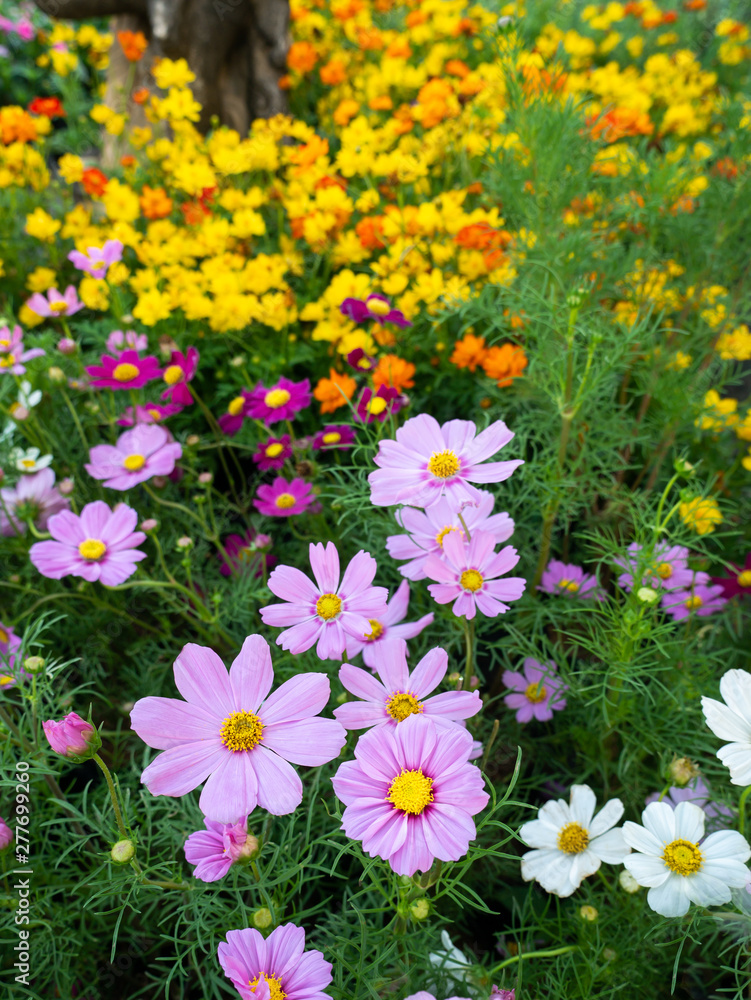Multicolored Cosmos Flowers Blooming