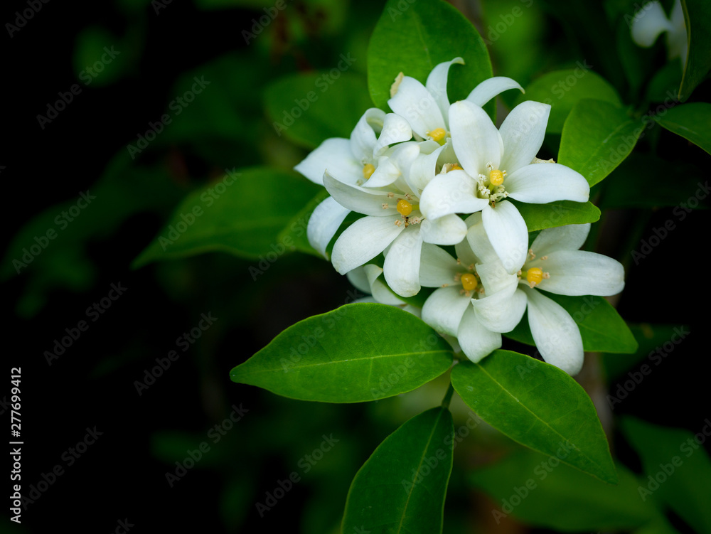 Bouquet of Orange Jessamine Flowers Blooming Bouquet of Orange Jessamine Flowers Blooming