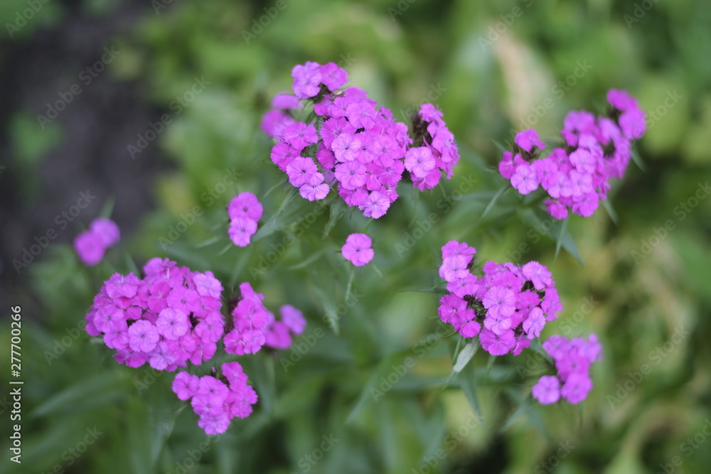 Violet small flowers Violet small flowers