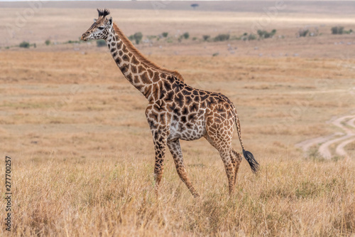 Giraffes walking in savanna at day light in Maasai Mara, Africa