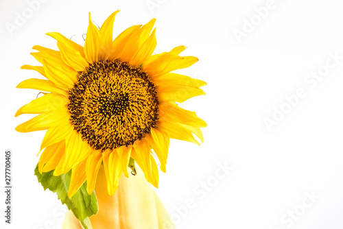 One sunflower isolated on white background with green leaf, close up