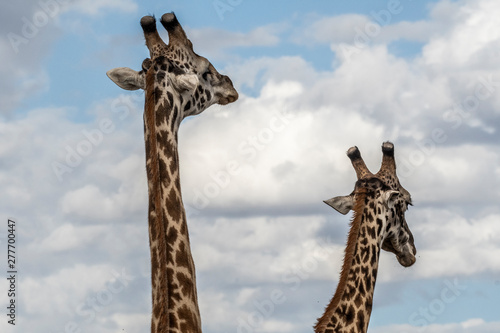Two adult giraffe making love during day in Maasai mara © PRADEEP RAJA