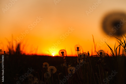 beautiful fluffy dandelion flowers and grass at sunset meadow
