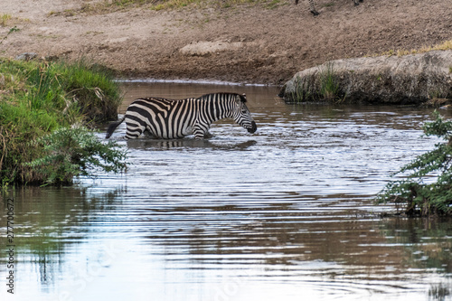 Zebras crossing small water stream in Maasai Mara during migration season