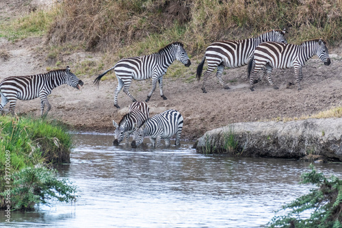 Zebras crossing small water stream in Maasai Mara during migration season