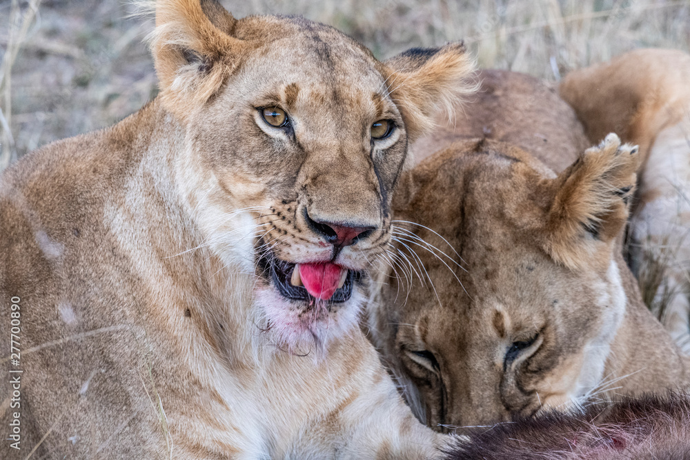Two lioness eating the flesh of waterbuck in Maasai Mara triangle after hunting Two lioness eating the flesh of waterbuck in Maasai Mara triangle after hunting