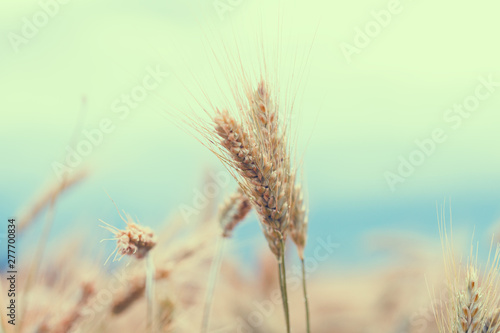 golden wheat field  blue sky