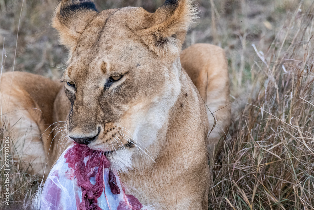 Fototapeta premium Two lioness eating the flesh of waterbuck in Maasai Mara triangle after hunting